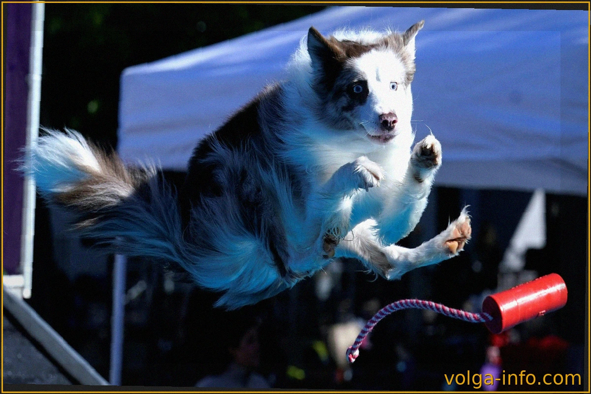 AKC Diving Dogs 2026: Триумф Филадельфии в командном соревновании